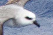 White-headed Petrel (Pterodroma lessonii)